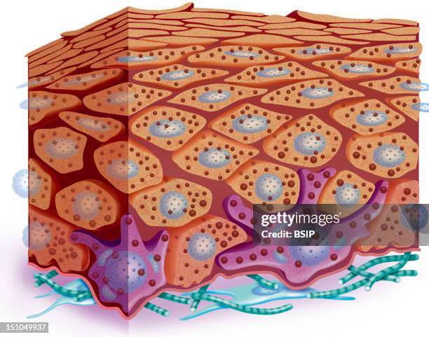 Black Skin. Cross Section Of The Epidermis Of Black Skin. Keratocytes Tan Melanocytes Purple Fibroblasts Blue Collagen Fibers Green Melanin Granules...