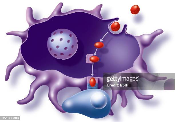 Immune Reaction Triggered By Virus Molecules. Research Into An Aids Vaccine. Illustration Of The Immune Response Triggered By Placing A Macrophage In...