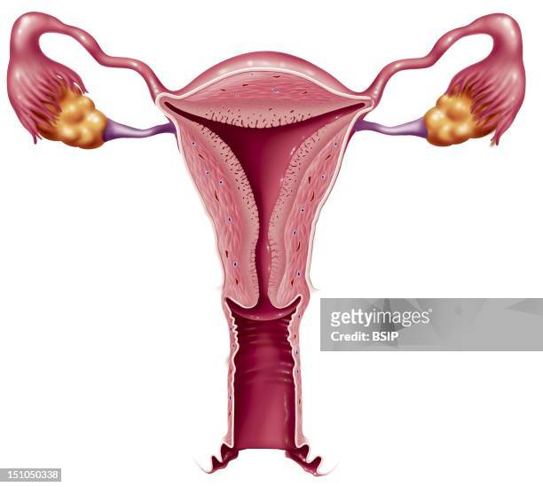 The Female Reproductive Organs. Illustration Of The Feminine Reproductive Organs Anterior View:From Bottom To Top: Vagina Uterus Fallopian Tubes...