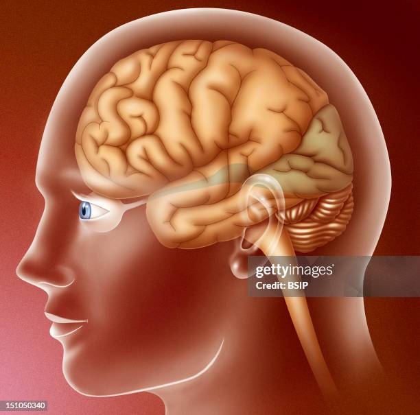 Illustration Of The Visual Areas Of The Brain Shown In Profile In A Male Skull.