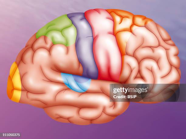 Regions Of The Brain. Illustration Showing The Different Regions Of The Brain's Right Hemisphere. Yellow: Visual Cortex Green: Posterior Parietal...