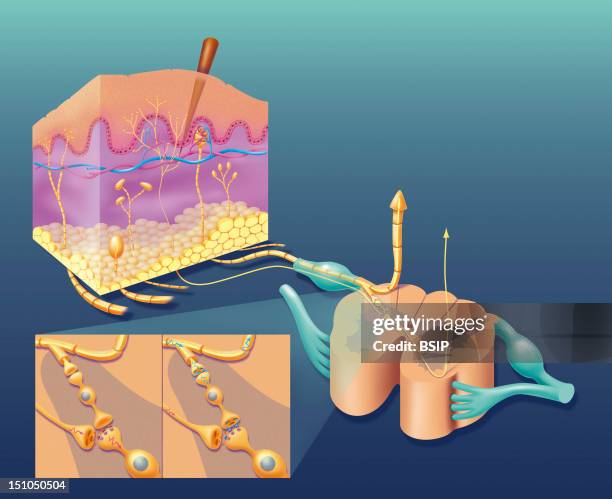 Pain Control. The Myelin Sheaths Surrounding The Nerve Cells Responsible For The Sense Of Touch Are Thicker Than Pain Nerve Cells. For This Reason,...