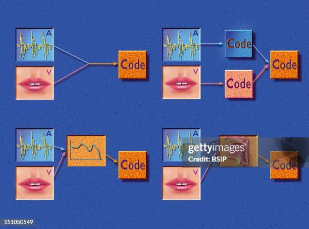Auditory Processing Visual Visual Auditory Fotografías e imágenes de stock - Getty Images