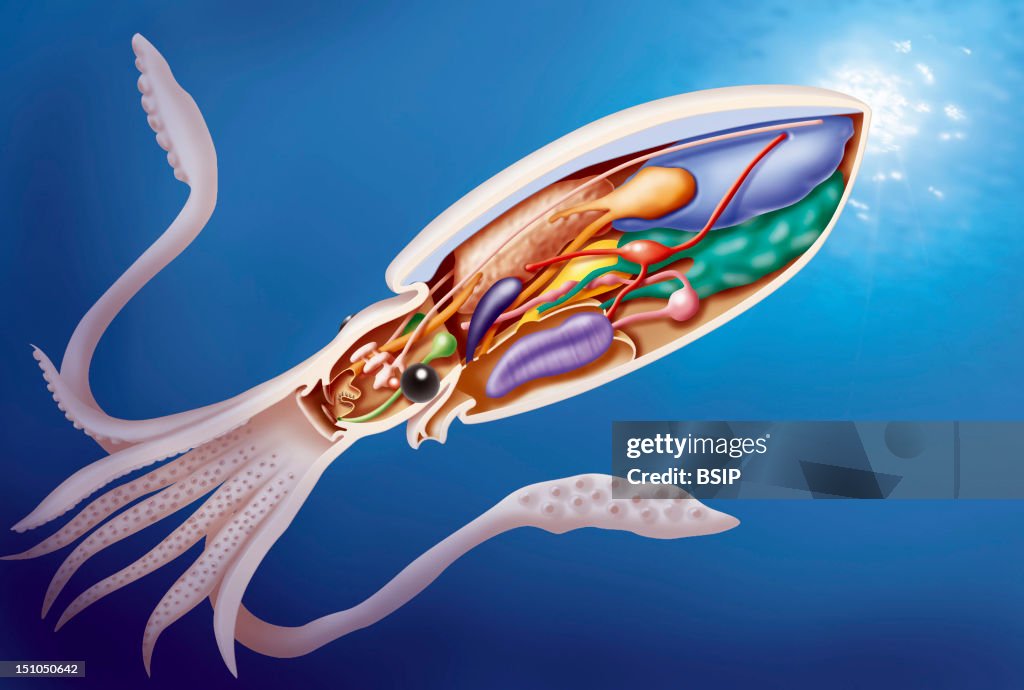 Squid Inside Shell Squid Anatomy