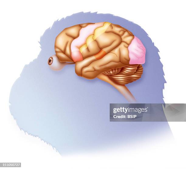 Illustration Of A Chimpanzee Brain. Broca's Area Language Peach Color Motor Cortex Off White Sensory Cortex Yellow Auditory Cortex Orange Visual...