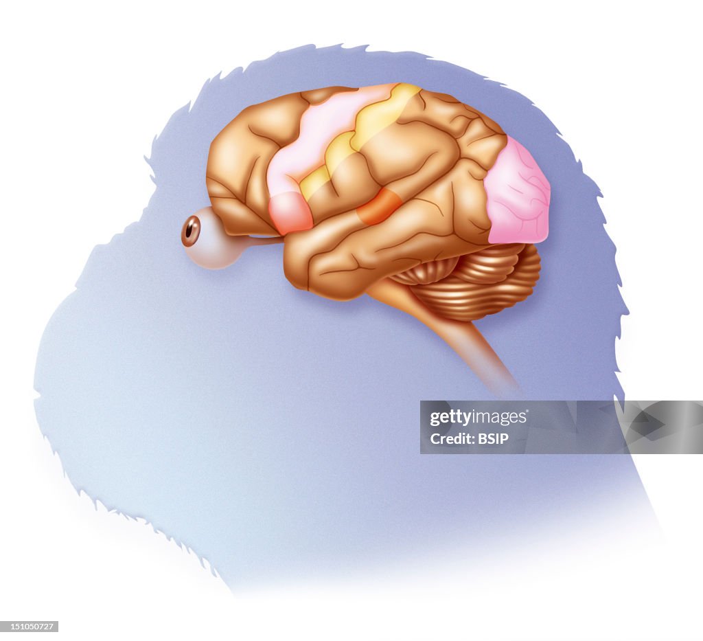 Chimpanzee Brain, Drawing