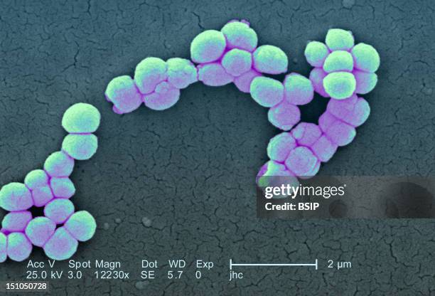 Micrococcus Luteus, Scanning Electron Micrograph Colorized Sem, X 12 230, The Line Represents Two Microns. Micrococcus Luteus Is Gram Positive...