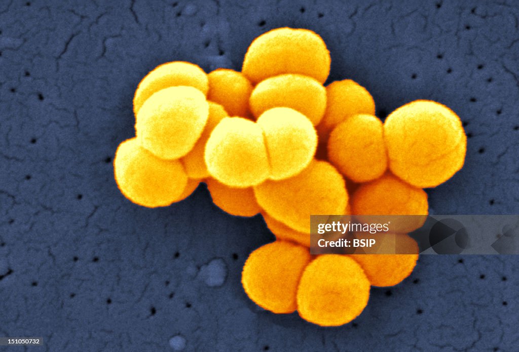 Microcoocus Micrococcus Luteus, Scanning Electron Micrograph Colorized Sem, X 21 ...