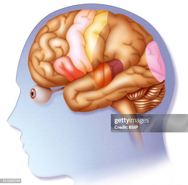 Human Brain. Illustration Of A Human Brain. Broca's Area Language Peach Color Motor Cortex Off White Sensory Cortex Yellow Auditory Cortex Orange And...