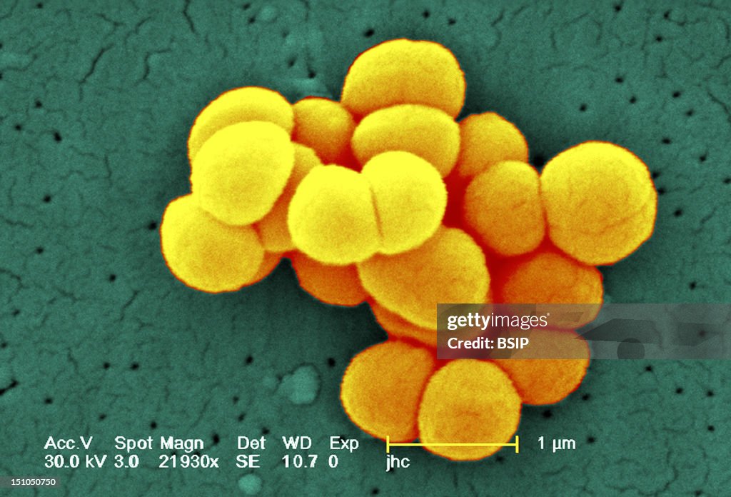 Micrococcus Luteus