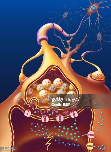 How A Nerve Impulse Is Transmitted From One Neuron To Another. The Action Potential Inflowing Impulse Moves Along The Neuron's Axon. The Impulse Is...