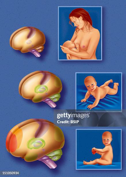 Early Child Brain Development, Top To Bottom. At Birth: Primary Motor Sensory Cortex Purple Area Thalamus Purple Spot In Center Vermis Cerebelli...