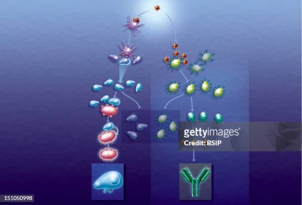 An Organism's Defense Mechanisms. An Organism's Defense Mechanisms. Illustration Of A Body's Immune Responses To Invasions By Antigens, Viruses Or...
