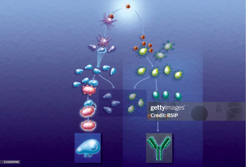 Mortal Immunity An Organism's Defense Mechanisms. An Organism's Defense Mechanisms ...