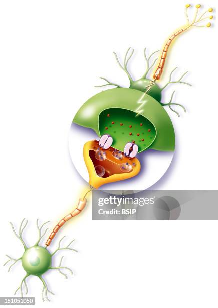 Illustration Of The Transmission Of A Nerve Impulse With A Central Close Up Showing How The Transmission Occurs Between A Synapse On Neuron A To A...
