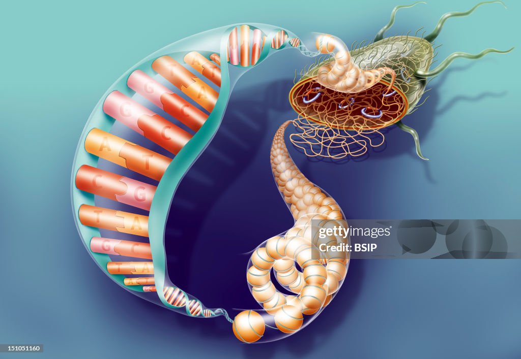 Dna Compaction