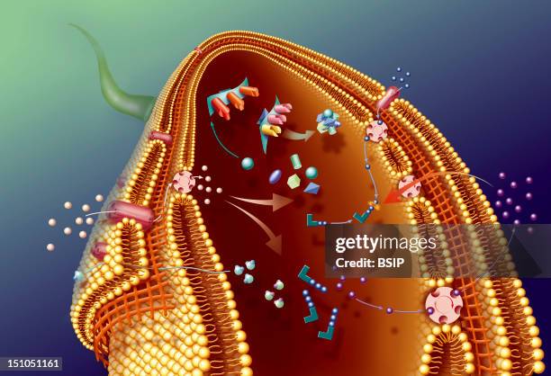 Bacteria, Veritable Chemical Production Plants. Illustration Of Glucose Utilization By A Bacterium. Glucose Is Used By The Bacterium To Produce...