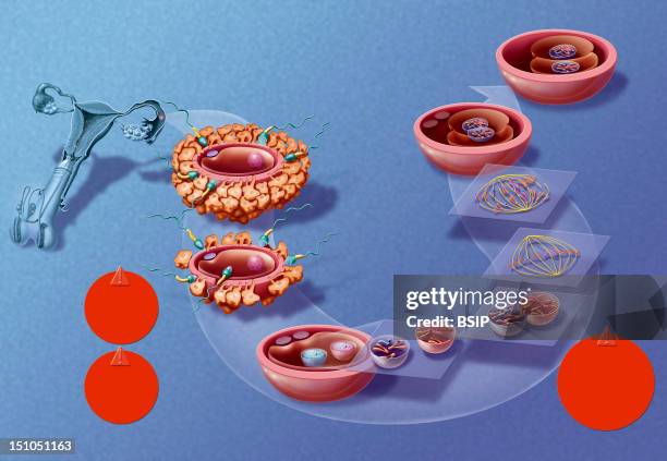 Reproduction, The Destiny Of A Chromosome. Illustration Of The Fertilization Of An Ovum By A Spermatozoid Possessing The "Y" Chromosome And The...