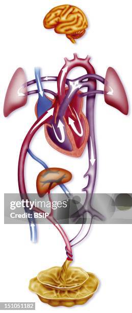 Fetal Maternal Circulation
