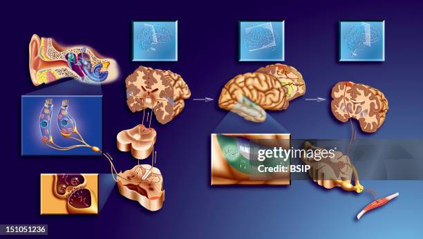 Sound Perception And Interpretation. When A Sound Reaches The Ear, It Arrives At The Cochlea Where Sense Receptors Send A Message To The Neurons. The...