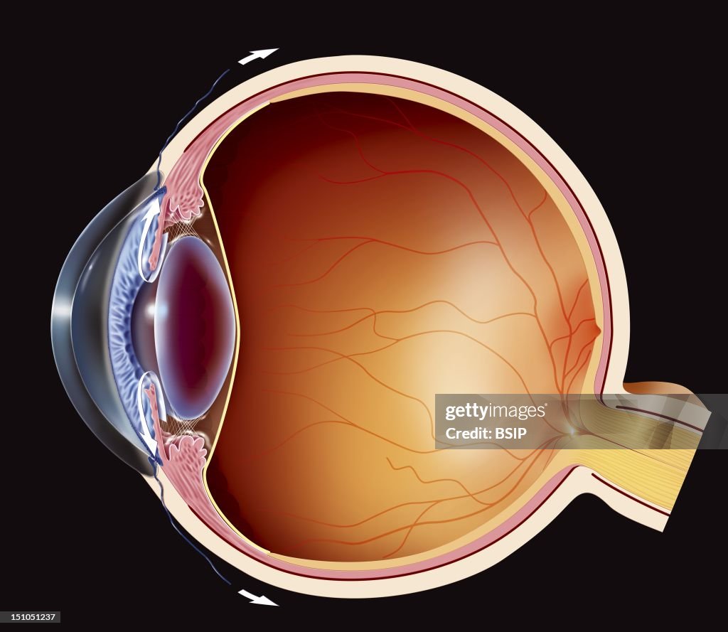 Eye, Drawing