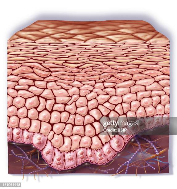 Cutaway View Of A Healthy Skin At The Level Of The Epidermis Horny Layer, Granular Layer, Basal Cell Layer, Basal Layer.