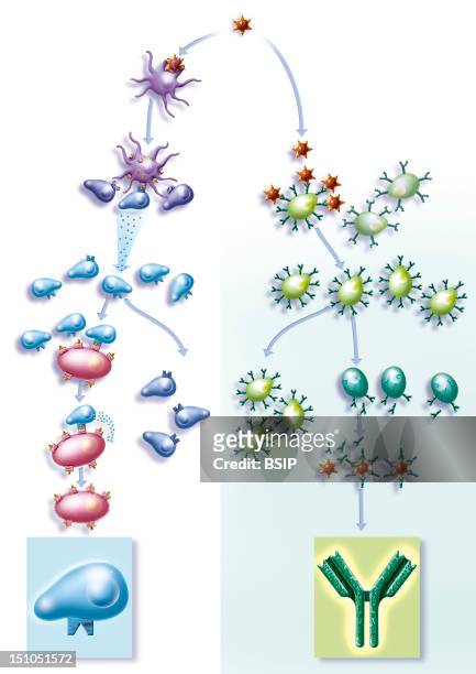 Immune Response. Illustration Of An Immune Response Following An Attack On The Organism By A Virus: Left, The Immune Response Which Enables The...