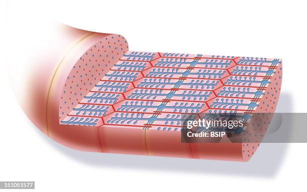 Contracted Myofibril. Myofibril Is Composed Of Thin Myofilaments Actin In Red And Thick Myofilaments Myosin In Blue, As Well As Accessory Proteins....