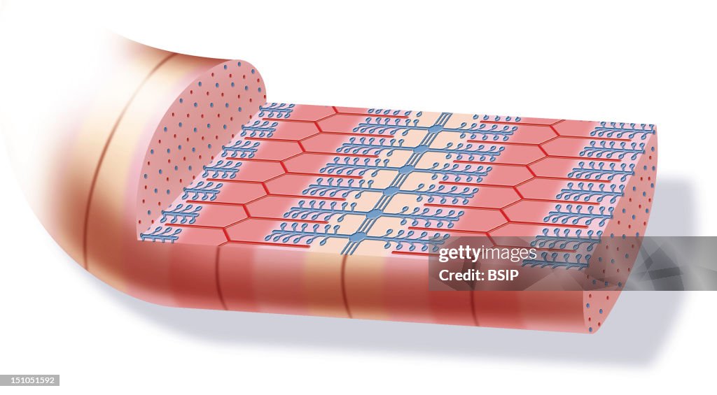 Skeletal Muscle, Illustration