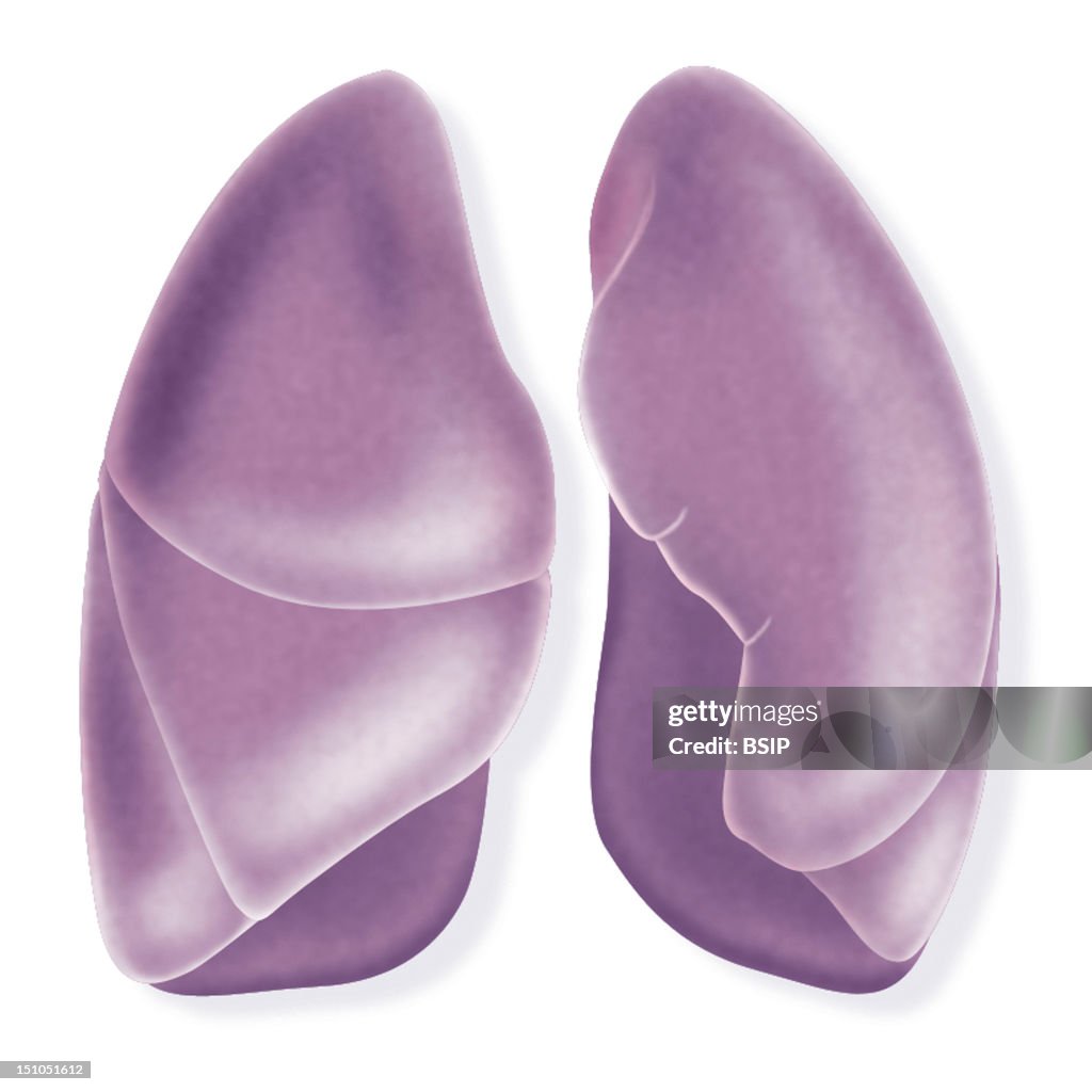 Lung, Drawing