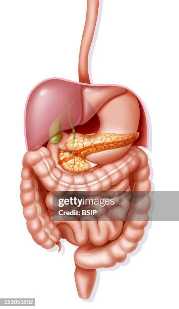 Digestive System.