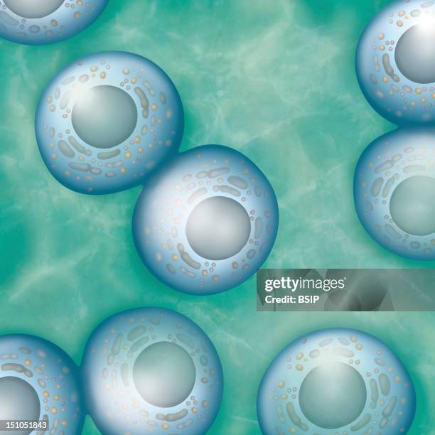 Cell Division.