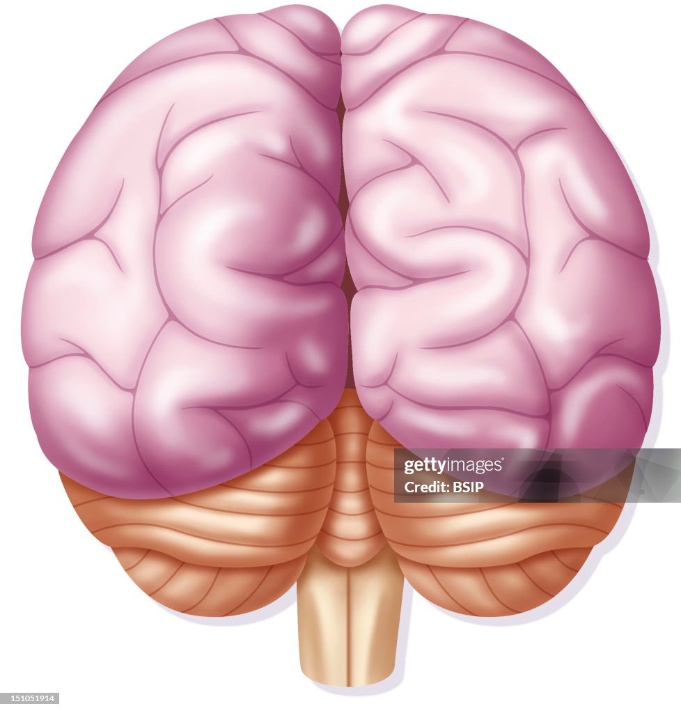 Brain, Drawing