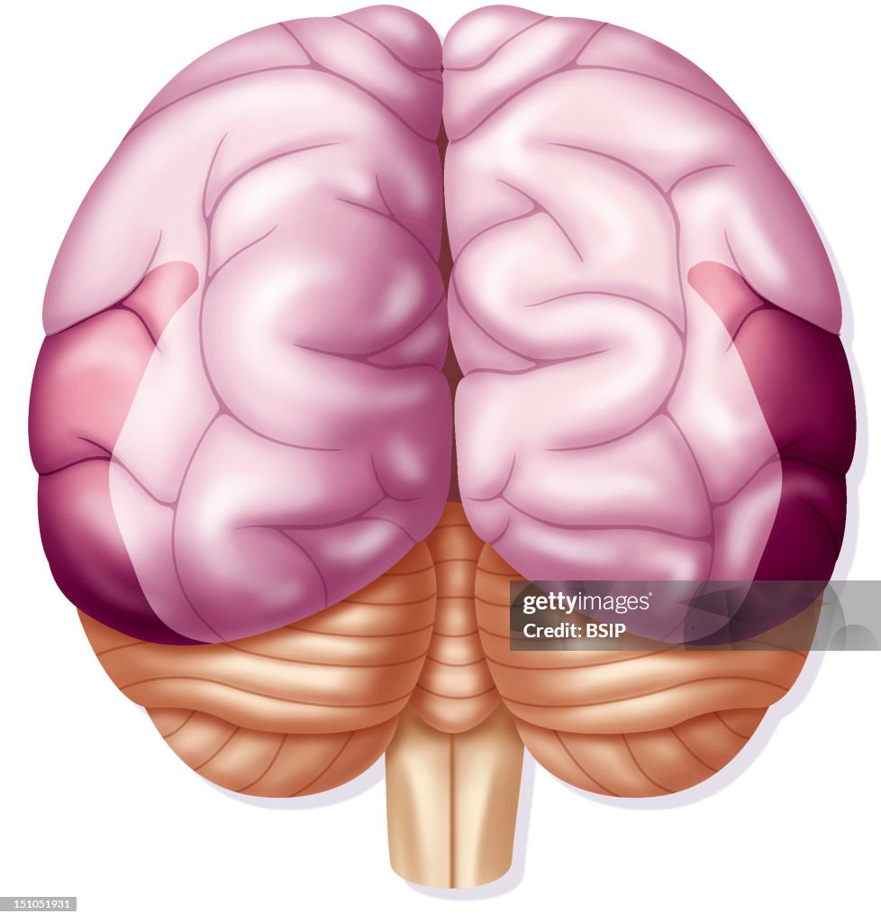 Cerebral Lobe
