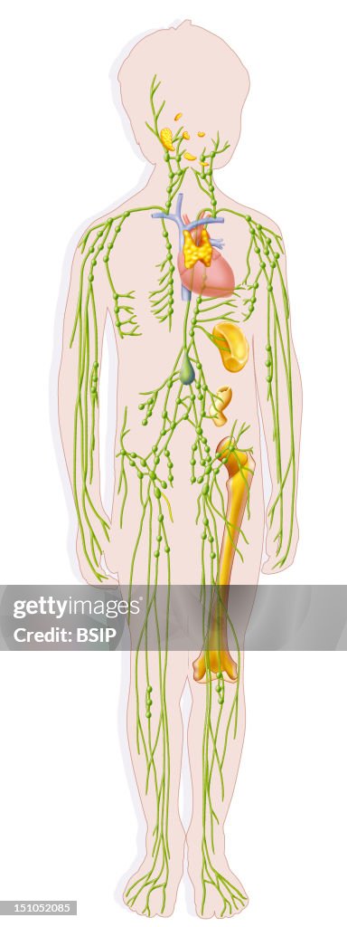 Child Lymphatic System, Drawing