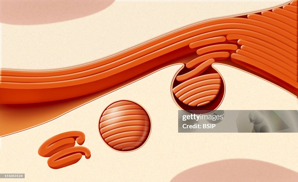 Skin, Illustration
