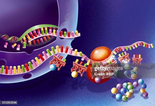 Transcription And Translation. After The Transcription Of The Dna Into Messenger Rna Mrna In The Nucleus, The Mrna Depart From The Cell Nucleus...