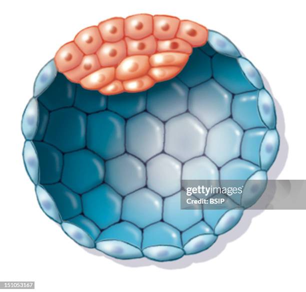 Human Blastocyst.