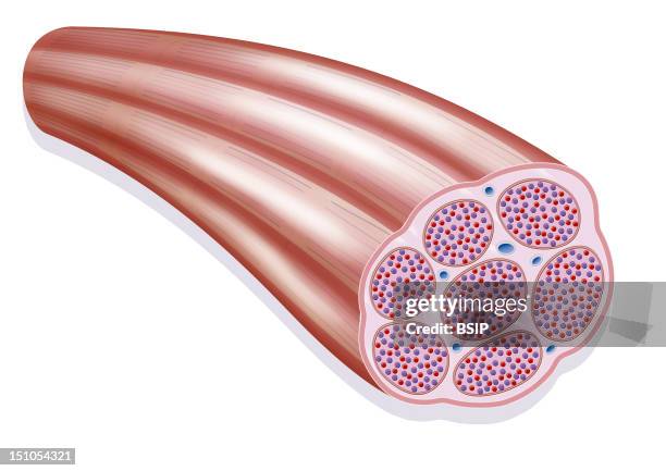 Representation Of A Muscle Fiber. We Can See Various Myofibrils Constituted Of Myofilaments Of Actin And Myosin Red And Purple Points. We Also See...