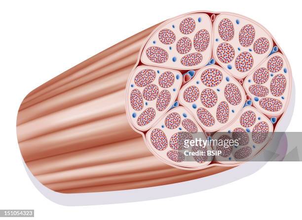 Fascicle Muscle. Representation Of A Fascicle Muscle A Muscle Is Constituted Of Various Fascicle Muscles Constituted Of Various Fiber Muscles Largely...