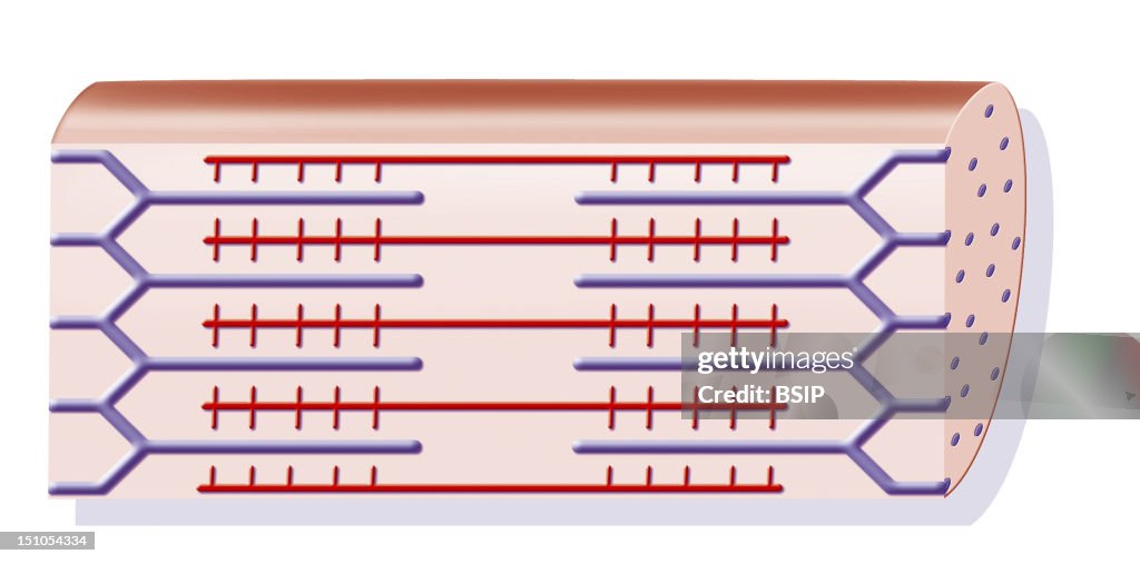 Skeletal Muscle, Illustration