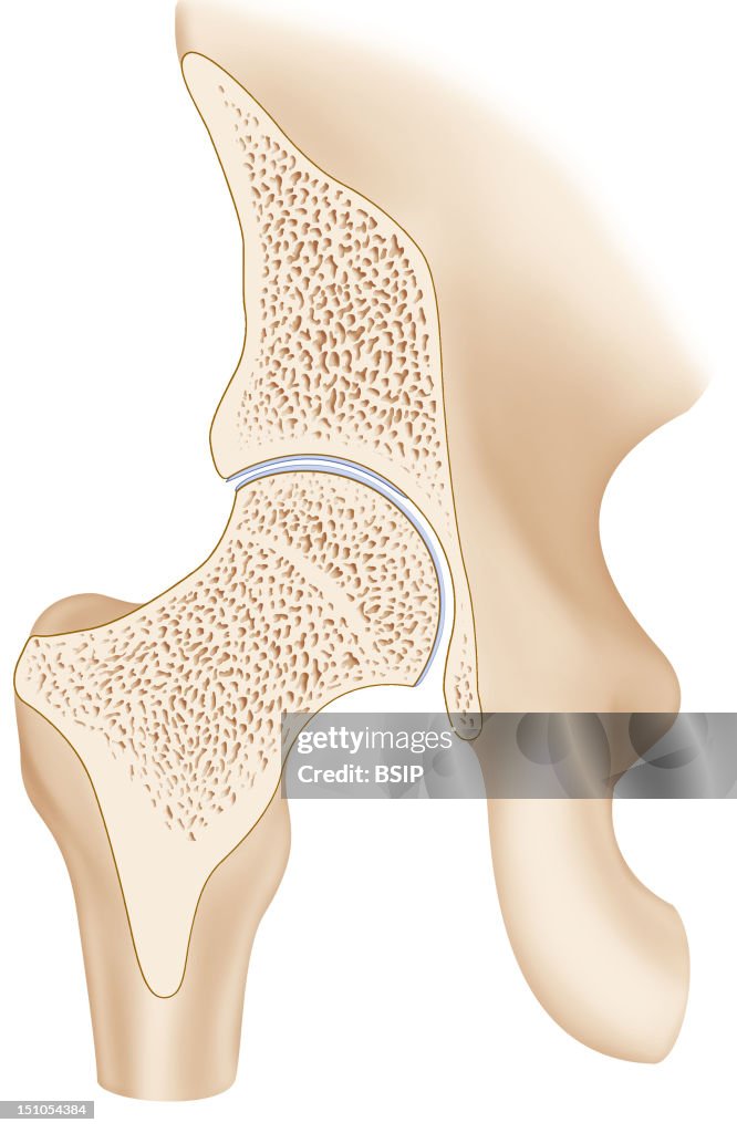 Hip, Illustration