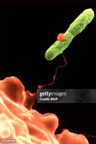 Amoeba Hartmannella Vermiformis Capturing A Legionella Pneumophila Bacterium. This Electron Micrograph Depicts An Amoeba, Hartmannella Vermiformis...