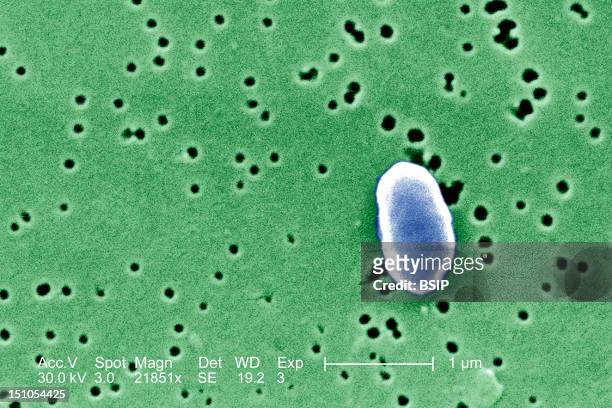 This Scanning Electron Micrograph Sem Depicts A Vibrio Parahaemolyticus Bacterium; Mag. 21851X. Vibrio Parahaemolyticus Is A Bacterium In The Same...
