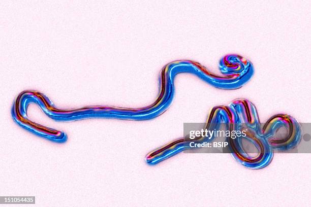 Ebola Virus With A Mortality Rate Of 50%. Marburg Virus Aith A Mortality Rate Of 30%. Responsible For African Hemorrhagic Fever, They Belong To The...