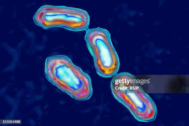 Yersinia Pestis Bacteria Causes Bubonic Plague In Animals And Humans And Usually Is Transmitted By The Bite Of Infected Rat Fleas. Illustration Based...