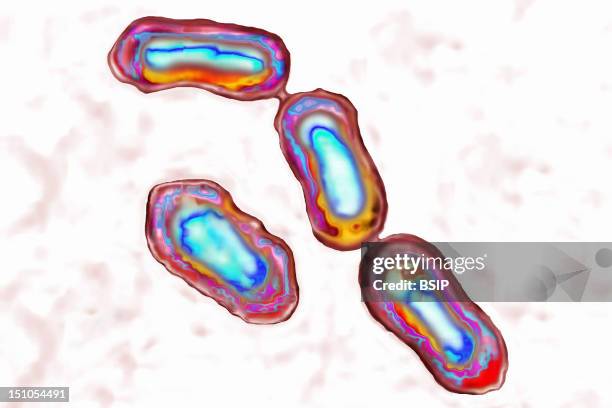 Yersinia Pestis Bacteria Causes Bubonic Plague In Animals And Humans And Usually Is Transmitted By The Bite Of Infected Rat Fleas. Illustration Based...