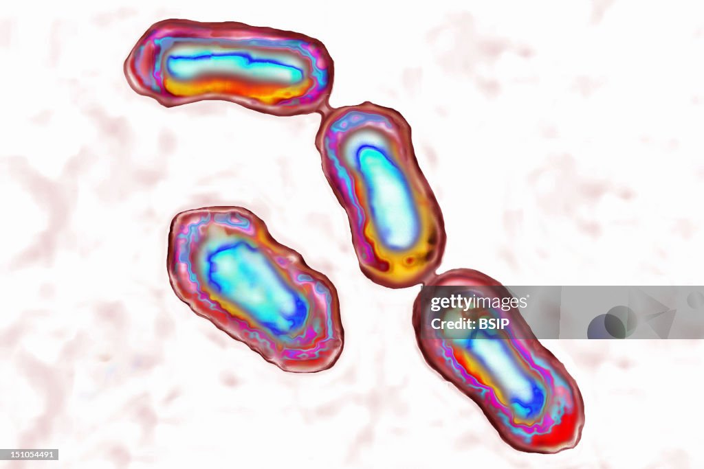 Yersinia Pestis