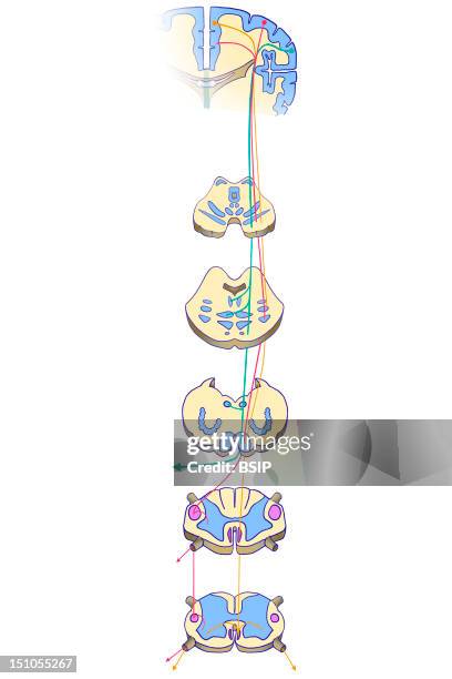 Pyramidal Tract Major Pathway. The Pyramidal Tract Is A Ensemble Of Motor Neurons Regulating The Precise Voluntary Movements. Those Motor Neurons...