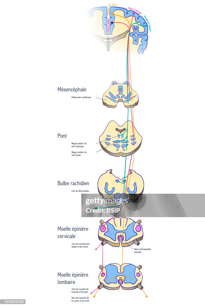 Pyramidal Tract